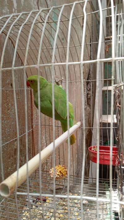 male pata ring neck