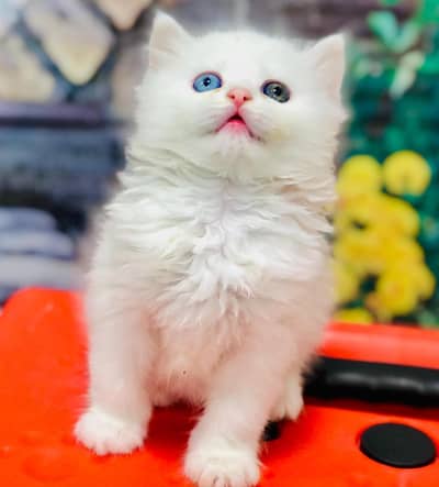 cash on deliveryPersian Punch face triple coat cat Kitten