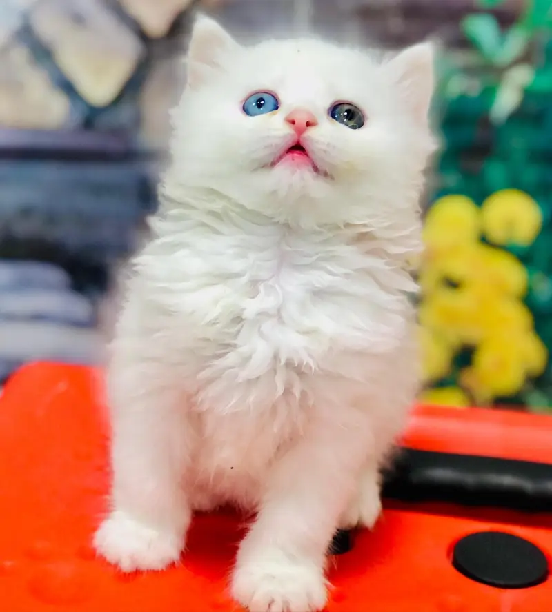 cash on deliveryPersian Punch face triple coat cat Kitten