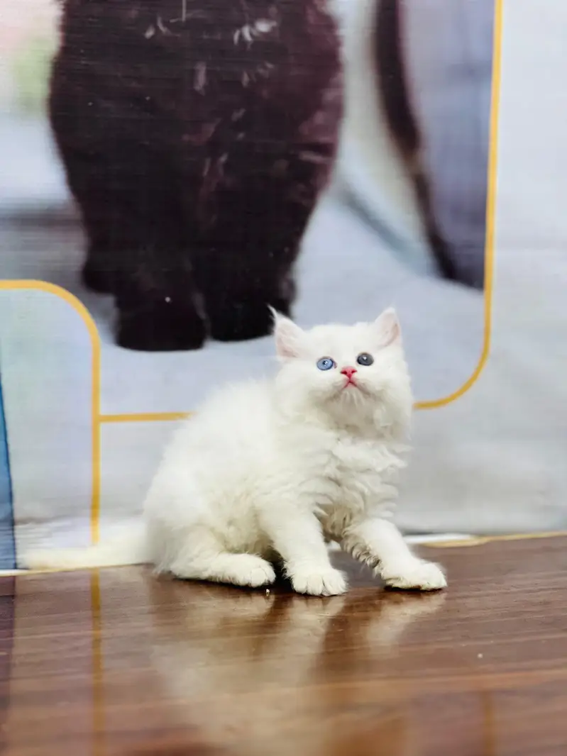 cash on deliveryPersian Punch face triple coat cat Kitten — photo 2