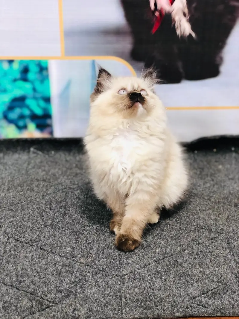 cash on deliveryPersian Punch face triple coat cat Kitten — photo 8