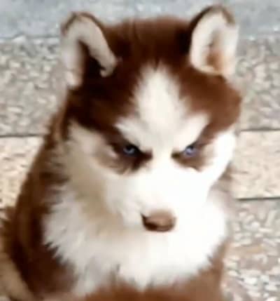 An Adorable 2 moths old female Siberian  Husky Pup for sale