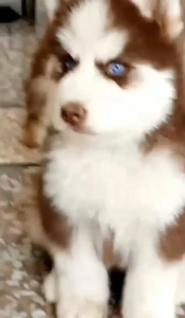 An Adorable 2 months old female Siberian  Husky Pup for sale — photo 2