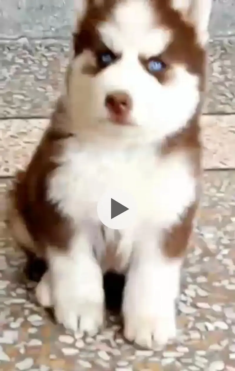 An Adorable 2 months old female Siberian  Husky Pup for sale — photo 3