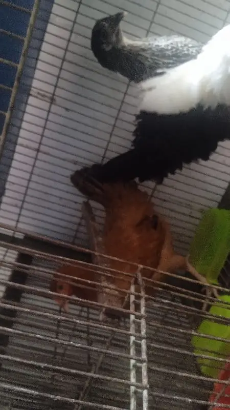 Lovebirds — photo 5