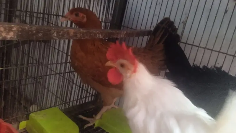 Lovebirds — photo 6