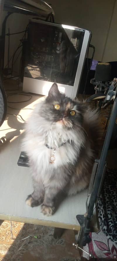 FEMALE PERSIAN CAT