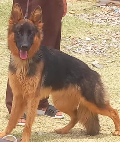 pure garman shepherd long caot female heavy bone stocker healthy and