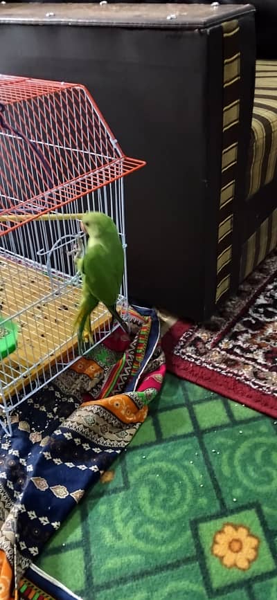 kotha nasal  parrot