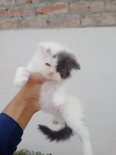 pure Persian triple coated punch face kitten location okara 0305880506