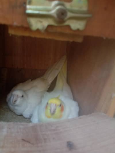 cocktail pair for sale