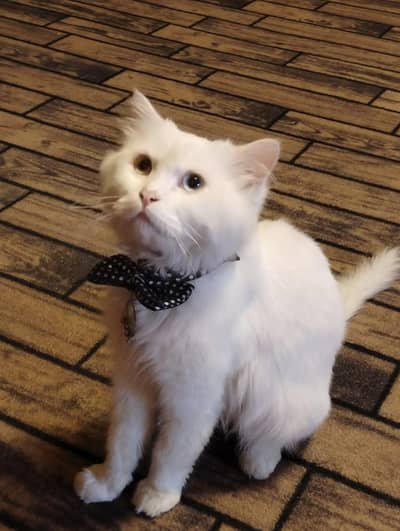 Beautiful Persion Cato For Sale
