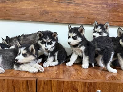 husky pups. .
