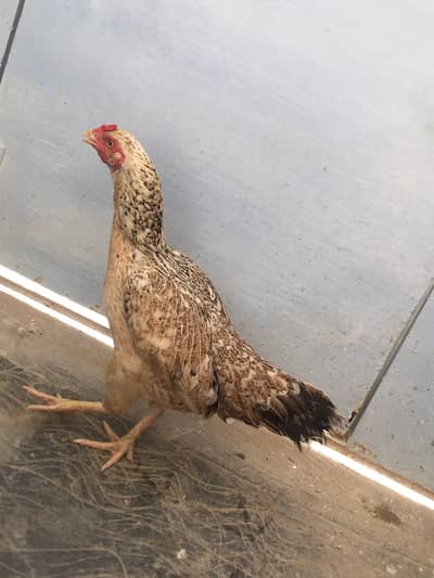 Aseel murgi for sale