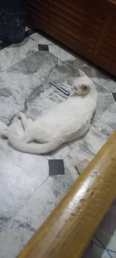 grown cat