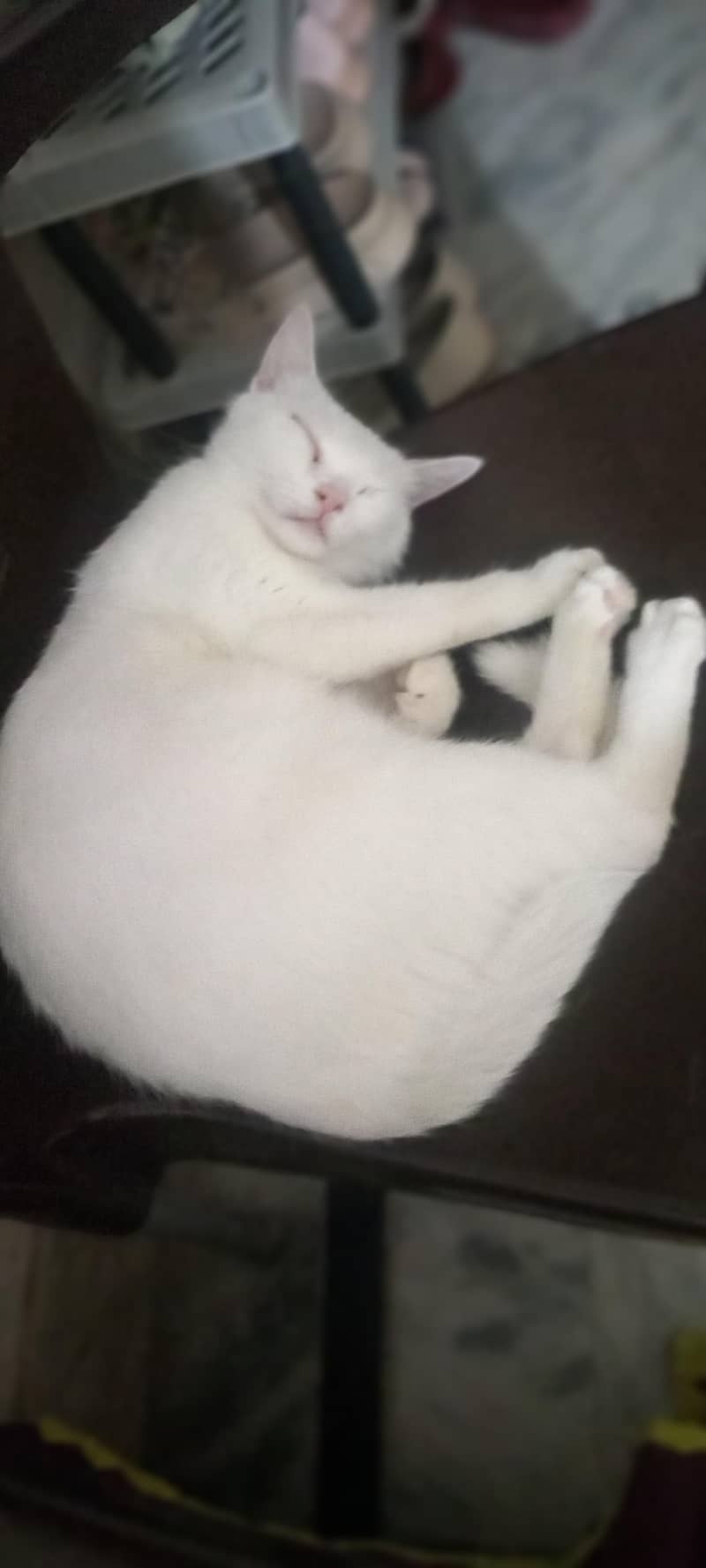 grown cat 1
