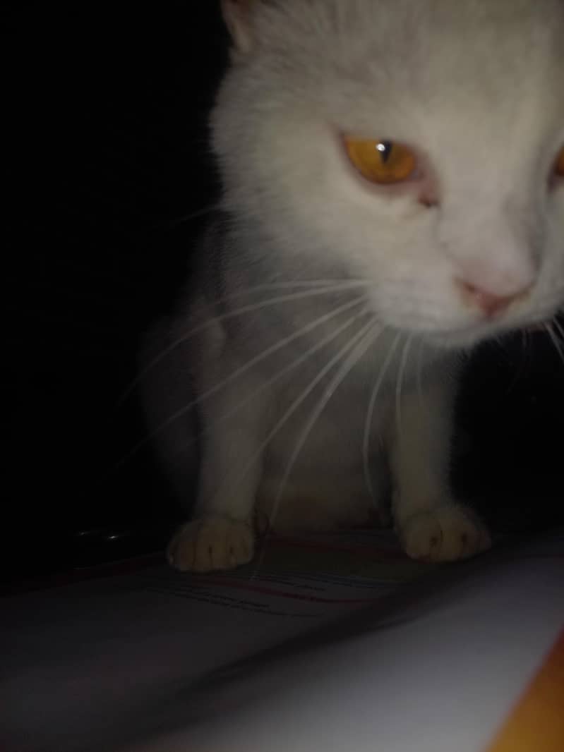 grown cat 3