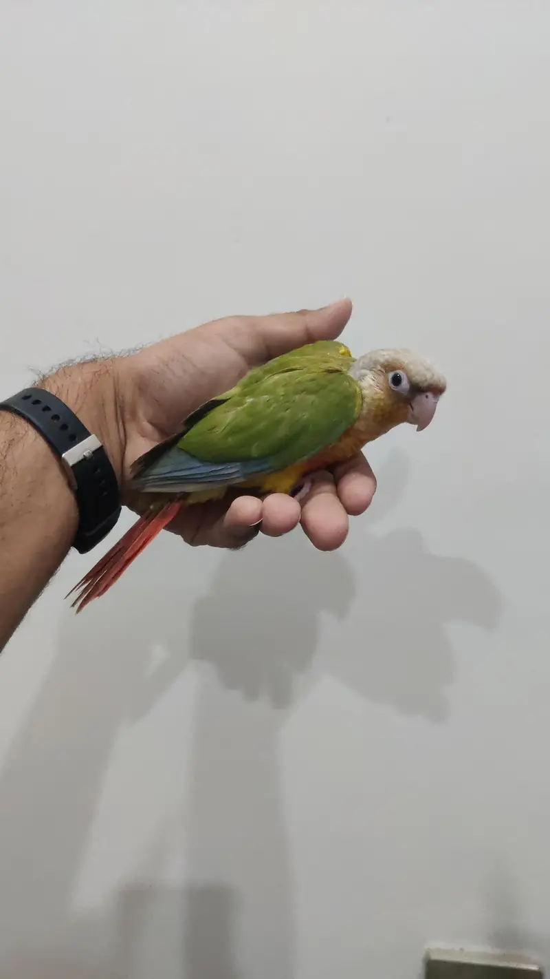 Pineapple Yellow Sided Tamed Blue Cinnamon Split — photo 10