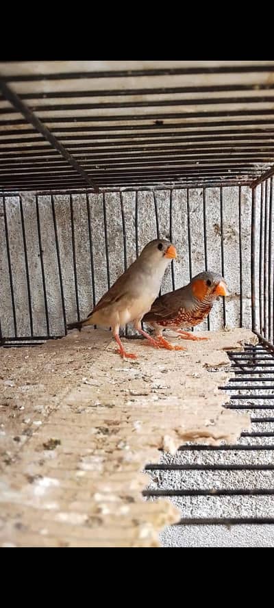 Finch orange