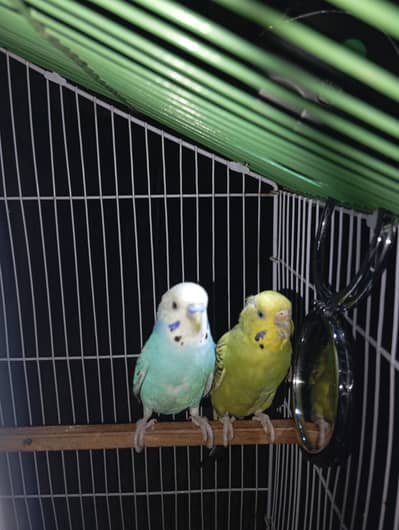 Budgie breeder pair for sale
