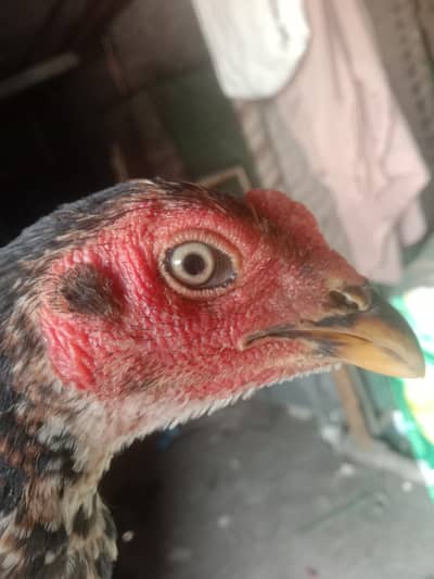 pure thai + cross 2 Male or 2 female