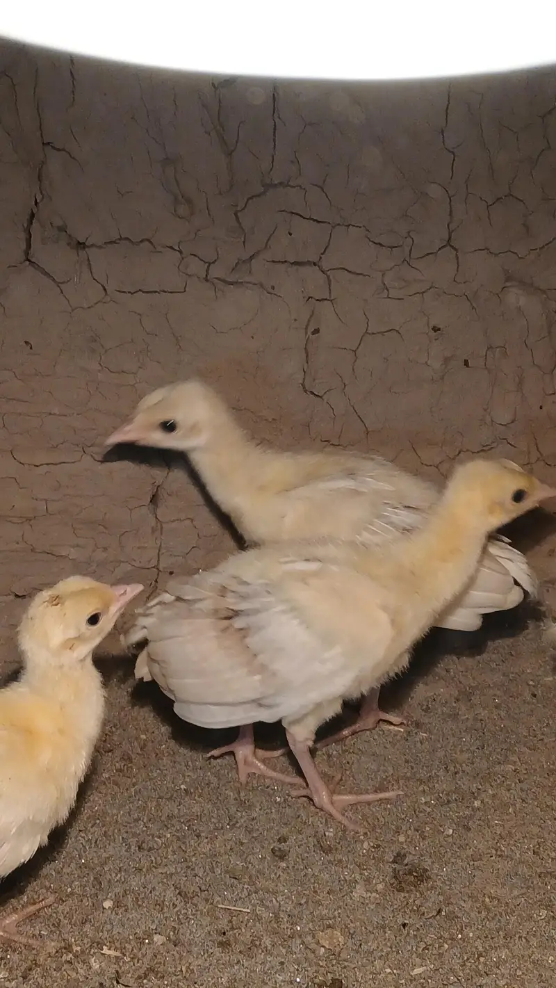 Peacocks Chicks - Moor k bache - healthy active vaccinated — photo 2