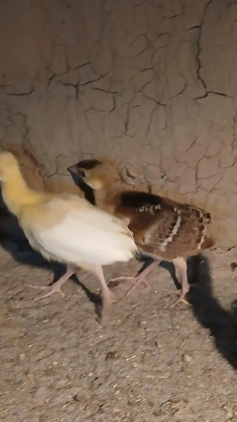Peacocks Chicks - Moor k bache - healthy active vaccinated — photo 6
