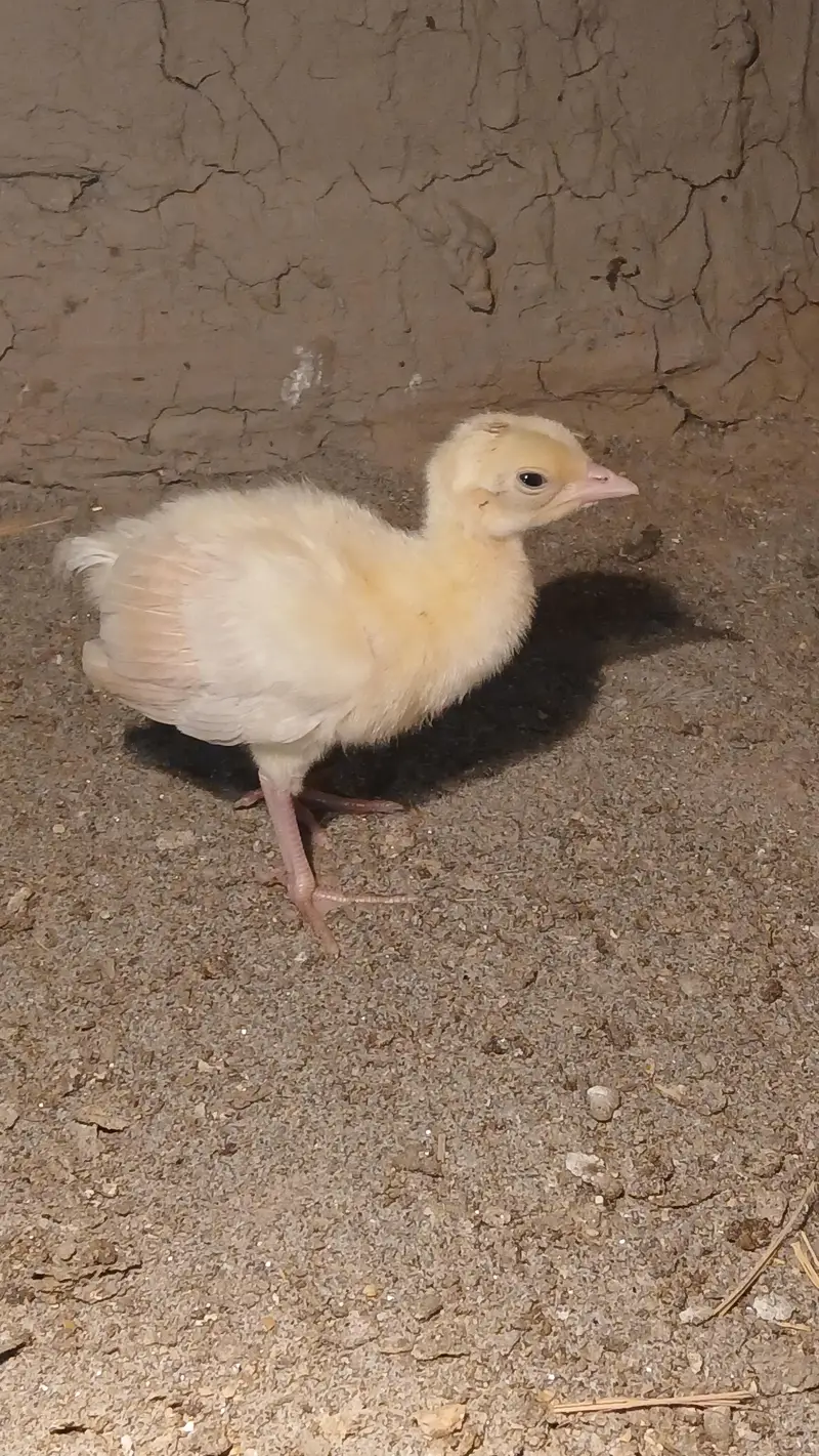 Peacocks Chicks - Moor k bache - healthy active vaccinated — photo 10