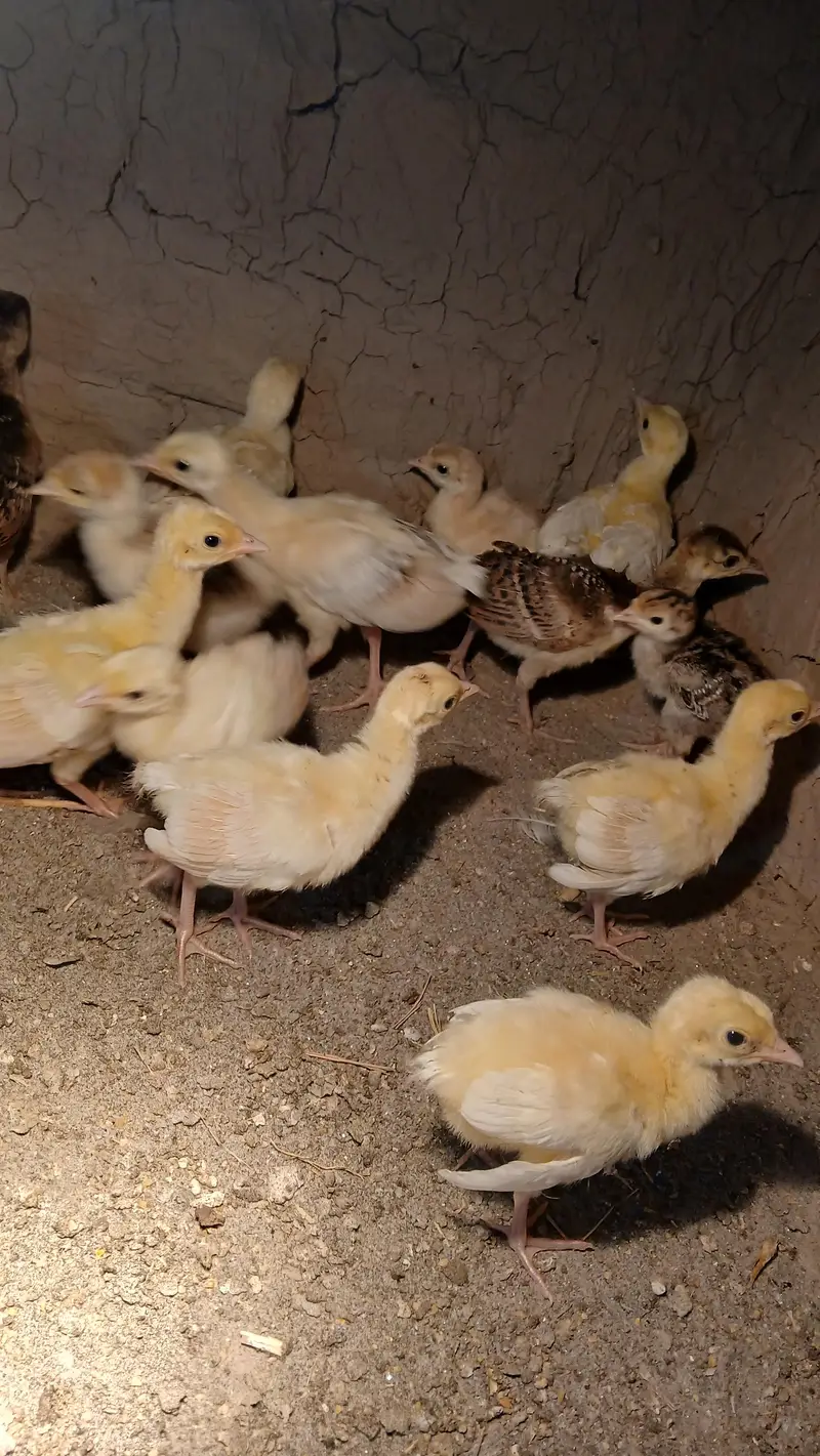 Peacocks Chicks - Moor k bache - healthy active vaccinated — photo 11