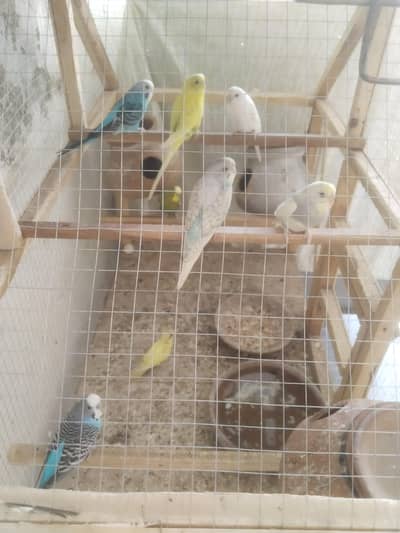 2 Red ayes Pair 3 Black eyes pair And 2 chicks And double portion cage