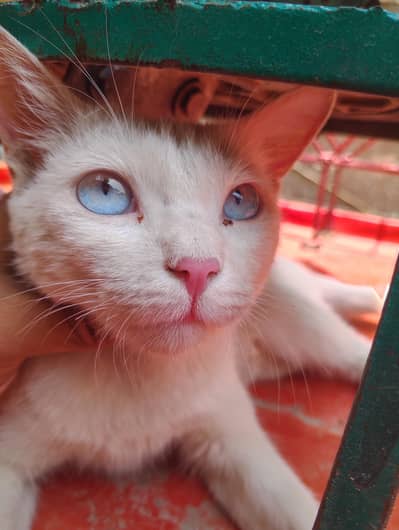blue eyes ghr rakhy thi bachy
