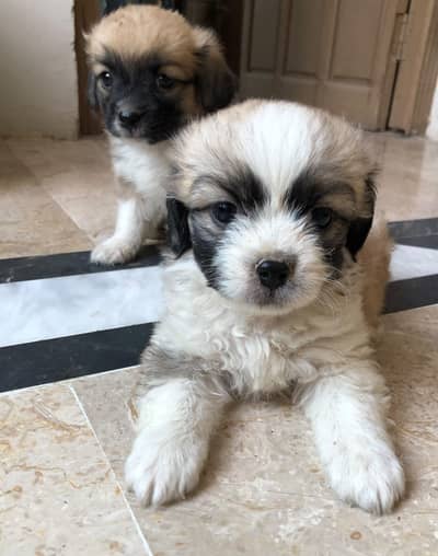 shih poo puppies