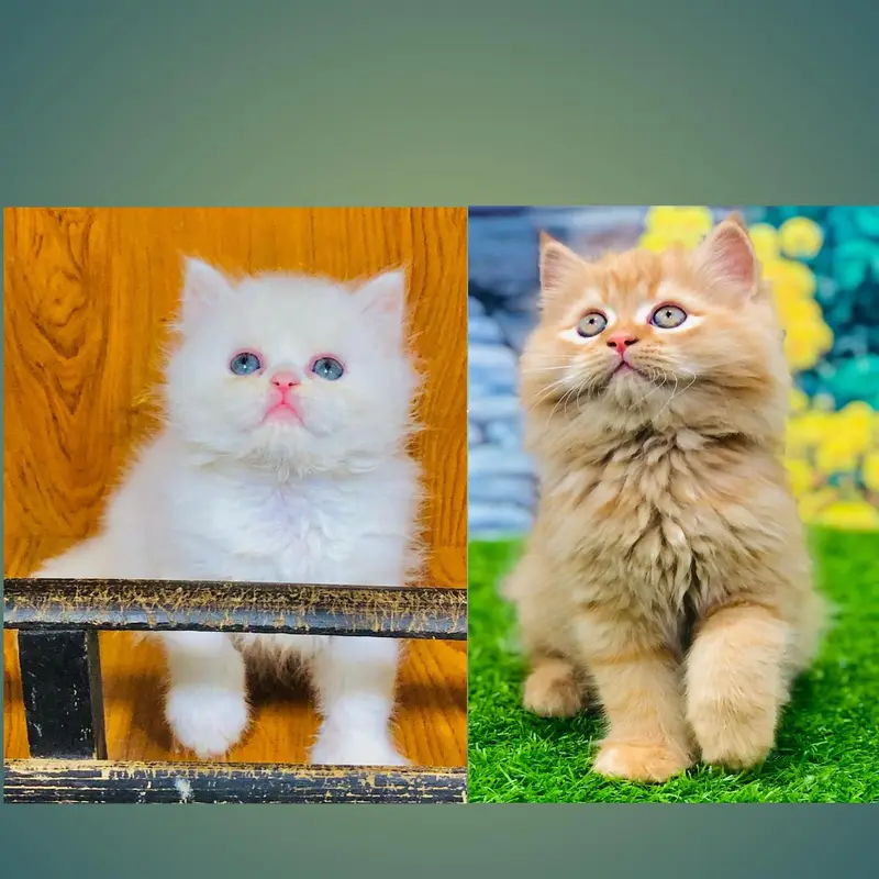 cash on deliveryPersian Punch face triple coat cat Kitten — photo 2