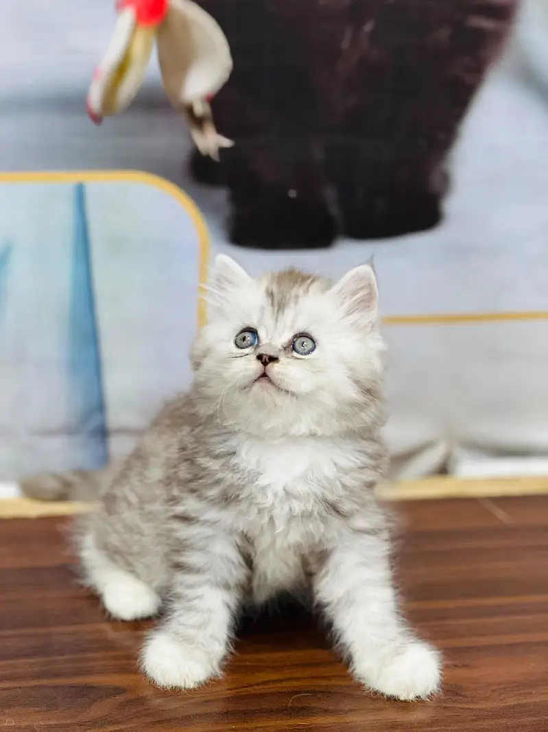 cash on deliveryPersian Punch face triple coat cat Kitten — photo 5