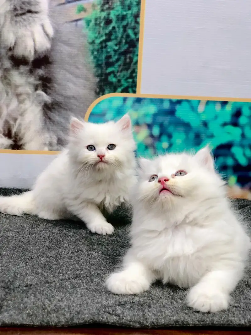 cash on deliveryPersian Punch face triple coat cat Kitten — photo 11