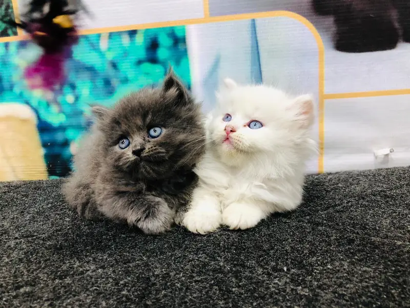 cash on deliveryPersian Punch face triple coat cat Kitten — photo 12