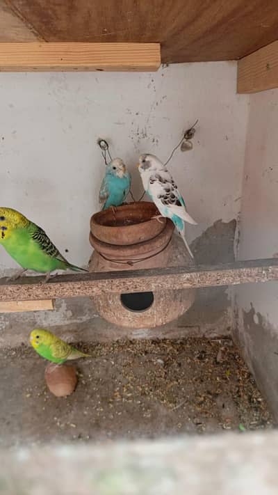 Beautiful healthy and active budgies pairs for sales