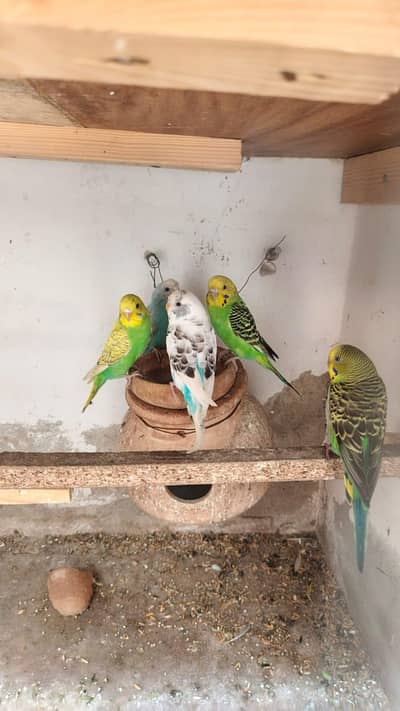 Australia parrots /Budgies /parrots for sale