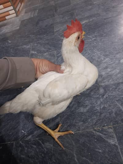 for sale chicken 5moths