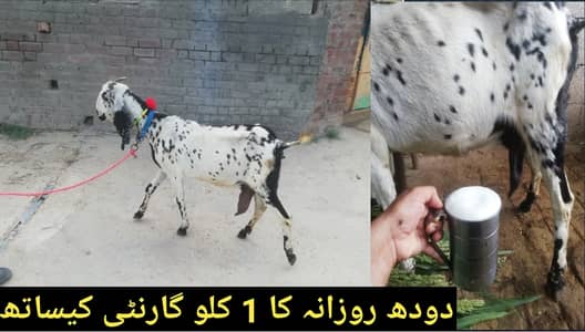 Dudh wali Bakri | Daily 1 Kg Milk | Goat for Sale | Low Price | Farmin