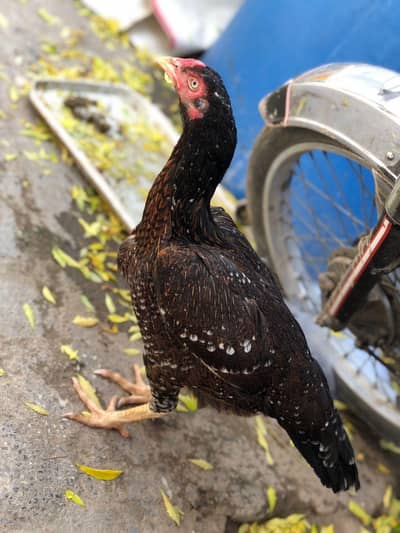Aseel Murgi For Sale Serious Buyer Only Contact