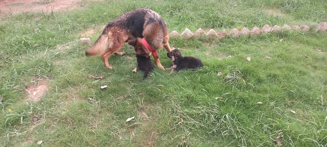 German shepherd puppy
