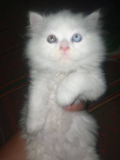 Persian kitten for sale