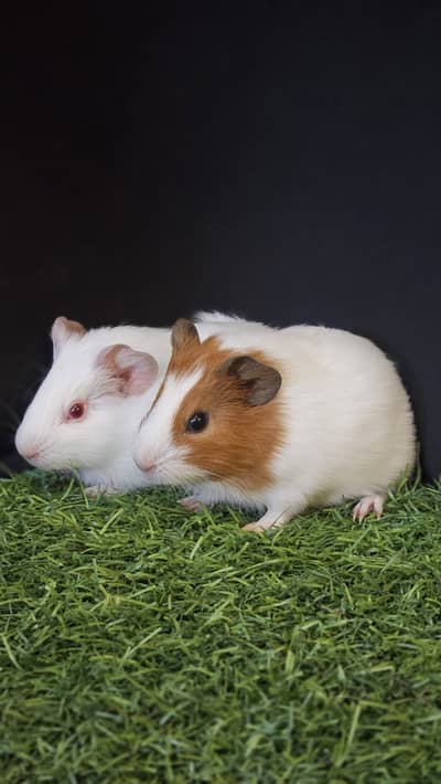 2 small guinea pigs looking for home. 5k each