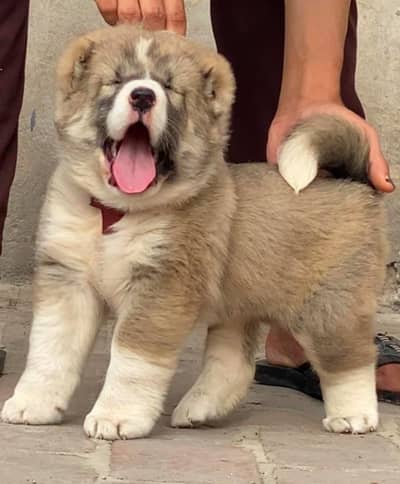 Afghan Kuchi