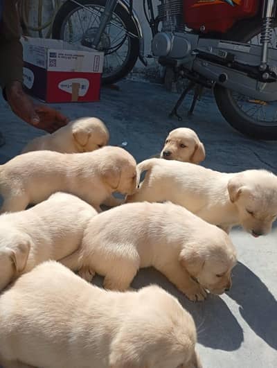 Labrador German Shepherd Pure Breed