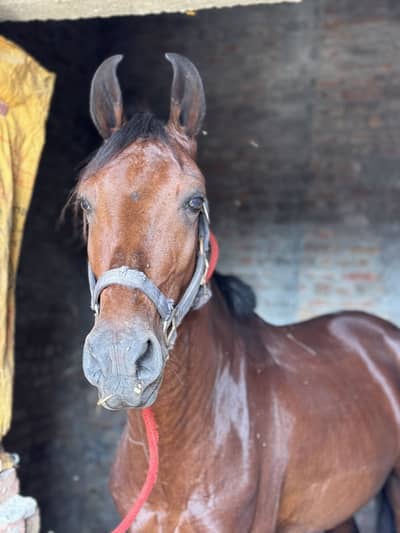 Dase komait horse for sale dest riding bhot shareef a