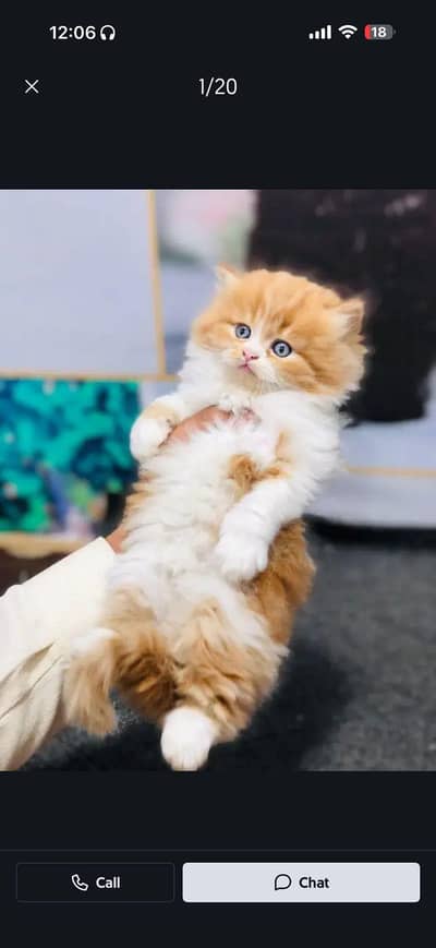 cash on deliveryPersian Punch face triple coat cat Kitten