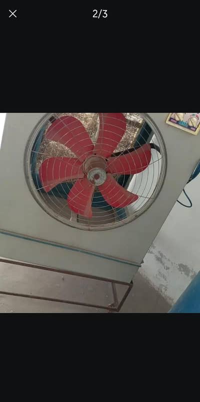 15 din