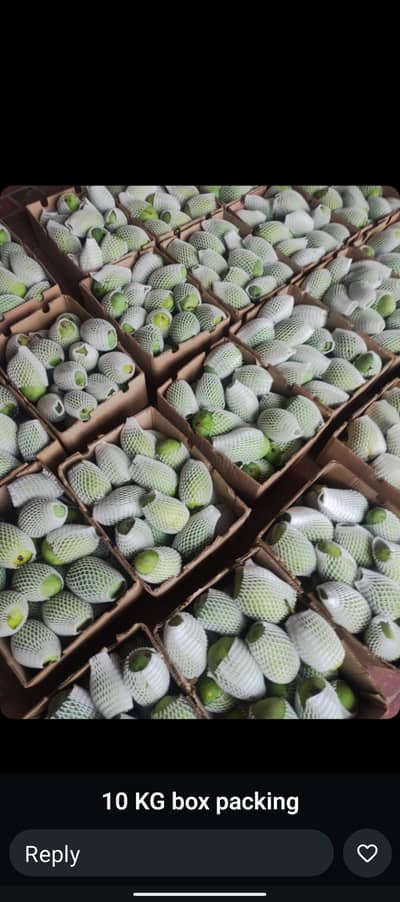Mangos Hol sale Rate